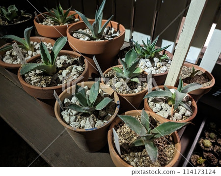 龍舌蘭，乾燥花園的主角 114173124