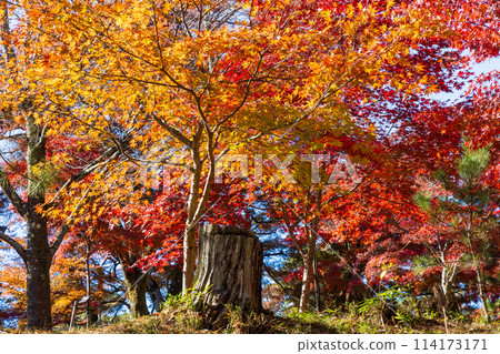 Autumn in Nagatoro, Saitama - Autumn leaves at Tsukiishi Momiji Park 114173171