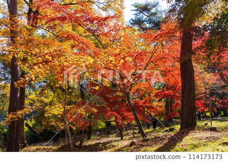 Autumn in Nagatoro, Saitama - Autumn leaves at Tsukiishi Momiji Park Autumn in Nagatoro, Saitama - Autumn leaves at Tsukiishi Momiji Park 114173173