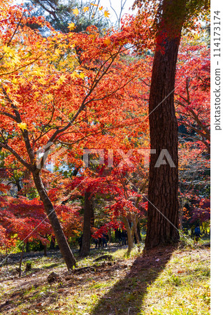 埼玉縣長瀞的秋天 - 月之石紅葉公園 114173174