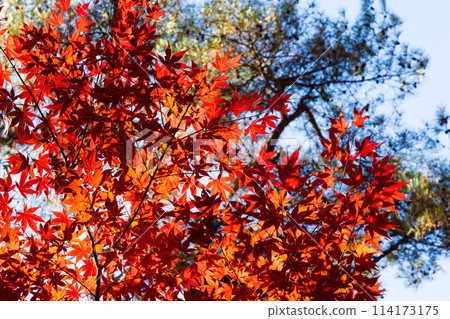 埼玉縣長瀞的秋天 - 月之石紅葉公園 114173175