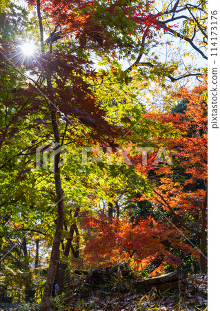 埼玉縣長瀞的秋天 - 月之石紅葉公園 114173176