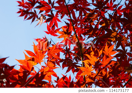 埼玉縣長瀞的秋天 - 月之石紅葉公園 埼玉縣長瀞的秋天 - 月之石紅葉公園 114173177