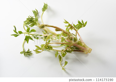 Mountain burdock on white background 114173190