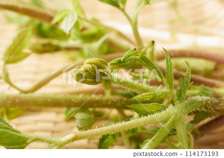Mountain burdock on white background Mountain burdock on white background 114173193