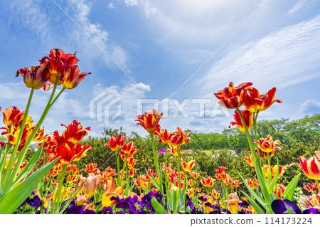 宮城縣川崎町國立陸奧森湖濱公園鬱金香盛開 宮城縣川崎町國立陸奧森湖濱公園鬱金香盛開 114173224