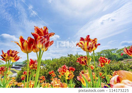 宮城縣川崎町國立陸奧森湖濱公園鬱金香盛開 114173225