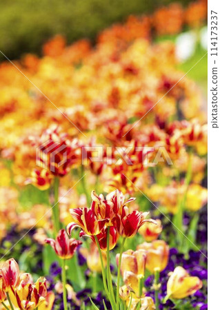 Brightly blooming tulips at Michinoku Lakeside National Park in Kawasaki, Miyagi Prefecture 114173237