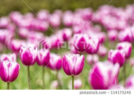 Brightly blooming tulips at Michinoku Lakeside National Park in Kawasaki, Miyagi Prefecture 114173240