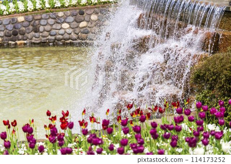 Brightly blooming tulips at Michinoku Lakeside National Park in Kawasaki, Miyagi Prefecture 114173252