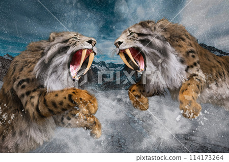 Two sabre-toothed tigers fighting in a snowstorm Two sabre-toothed tigers fighting in a snowstorm 114173264