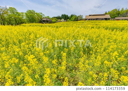 宮城縣川崎町國立陸奧森湖濱公園,梯田上盛開的油菜花 宮城縣川崎町國立陸奧森湖濱公園,梯田上盛開的油菜花 114173359