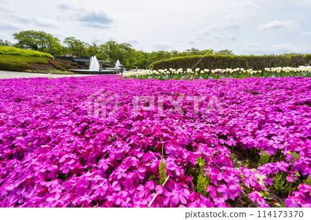 宮城縣川崎町國立陸奧森湖濱公園盛開的福祿考 114173370