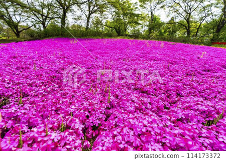 Vividly blooming moss phlox at Michinoku Lakeside National Park in Kawasaki, Miyagi Prefecture Vividly blooming moss phlox at Michinoku Lakeside National Park in Kawasaki, Miyagi Prefecture 114173372