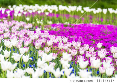Brightly blooming tulips and moss pinks at Michinoku Lakeside National Park in Kawasaki, Miyagi Prefecture 114173417