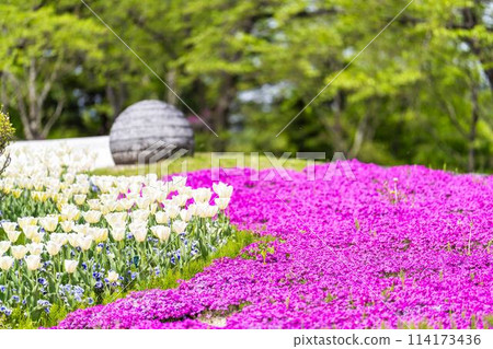 宮城縣川崎町陸奧森湖畔公園，鬱金香和福祿考盛開 114173436