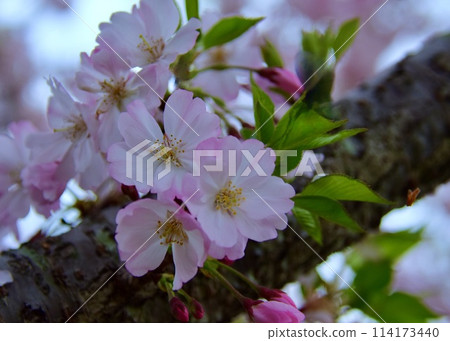 Pink and green Somei Yoshino cherry blossoms. Pink and green Somei Yoshino cherry blossoms. 114173440