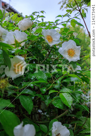 In a town with fresh greenery and light rain in a residential area of Nara City, the plant world of Naniwabara In a town with fresh greenery and light rain in a residential area of Nara City, the plant world of Naniwabara 114173441