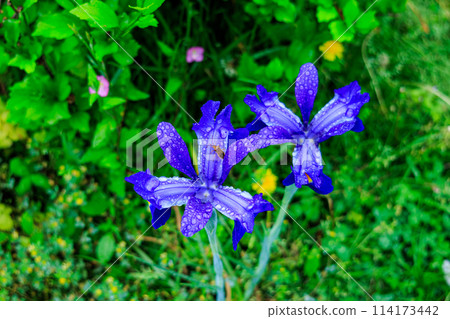 In a town with fresh greenery and light rain in a residential area of Nara City, the world of plants: Japanese iris 114173442