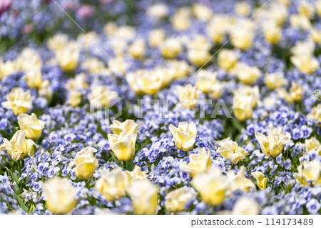 Brightly blooming tulips at Michinoku Lakeside National Park in Kawasaki, Miyagi Prefecture Brightly blooming tulips at Michinoku Lakeside National Park in Kawasaki, Miyagi Prefecture 114173489