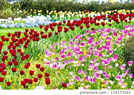 Brightly blooming tulips at Michinoku Lakeside National Park in Kawasaki, Miyagi Prefecture 114173501