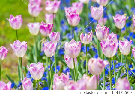 宮城縣川崎町國立陸奧森湖濱公園鬱金香盛開 宮城縣川崎町國立陸奧森湖濱公園鬱金香盛開 114173509