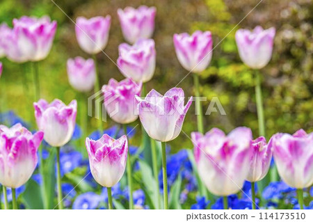 Brightly blooming tulips at Michinoku Lakeside National Park in Kawasaki, Miyagi Prefecture Brightly blooming tulips at Michinoku Lakeside National Park in Kawasaki, Miyagi Prefecture 114173510