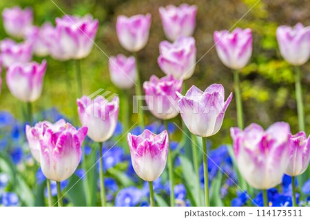 Brightly blooming tulips at Michinoku Lakeside National Park in Kawasaki, Miyagi Prefecture Brightly blooming tulips at Michinoku Lakeside National Park in Kawasaki, Miyagi Prefecture 114173511