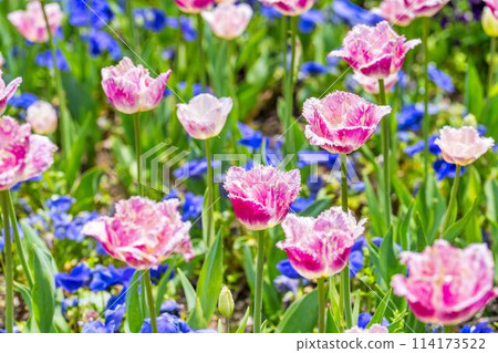 宮城縣川崎町國立陸奧森湖濱公園鬱金香盛開 宮城縣川崎町國立陸奧森湖濱公園鬱金香盛開 114173522