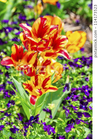 宮城縣川崎町國立陸奧森湖濱公園鬱金香盛開 宮城縣川崎町國立陸奧森湖濱公園鬱金香盛開 114173523