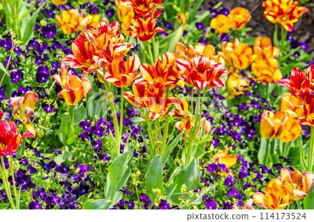 宮城縣川崎町國立陸奧森湖濱公園鬱金香盛開 宮城縣川崎町國立陸奧森湖濱公園鬱金香盛開 114173524