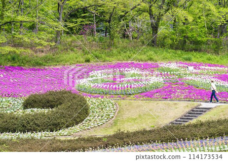 宮城縣川崎町陸奧森湖畔公園,鬱金香和福祿考盛開 宮城縣川崎町陸奧森湖畔公園,鬱金香和福祿考盛開 114173534