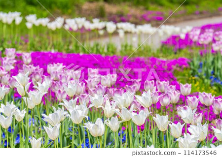 Brightly blooming tulips and moss pinks at Michinoku Lakeside National Park in Kawasaki, Miyagi Prefecture 114173546