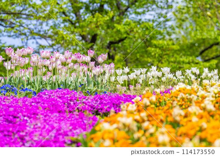 Brightly blooming tulips and moss pinks at Michinoku Lakeside National Park in Kawasaki, Miyagi Prefecture 114173550