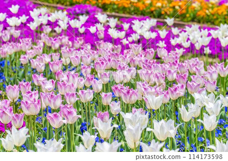 Brightly blooming tulips at Michinoku Lakeside National Park in Kawasaki, Miyagi Prefecture Brightly blooming tulips at Michinoku Lakeside National Park in Kawasaki, Miyagi Prefecture 114173598
