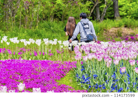 盛開的鬱金香和一男一女,宮城縣川崎町國立陸奧森湖濱公園 盛開的鬱金香和一男一女,宮城縣川崎町國立陸奧森湖濱公園 114173599