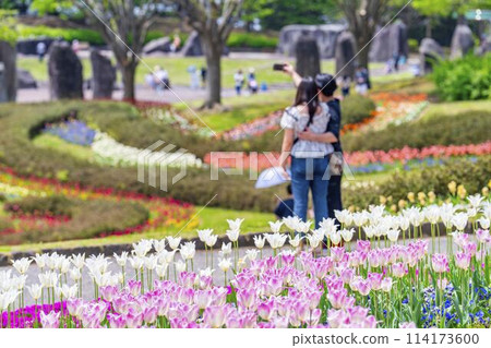 盛開的鬱金香和一男一女,宮城縣川崎町國立陸奧森湖濱公園 盛開的鬱金香和一男一女,宮城縣川崎町國立陸奧森湖濱公園 114173600
