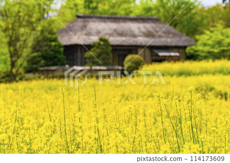 Abundant rapeseed flowers blooming in terraced fields at Michinoku Lakeside National Park in Kawasaki Town, Miyagi Prefecture Abundant rapeseed flowers blooming in terraced fields at Michinoku Lakeside National Park in Kawasaki Town, Miyagi Prefecture 114173609