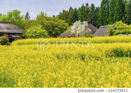 Abundant rapeseed flowers blooming in terraced fields at Michinoku Lakeside National Park in Kawasaki Town, Miyagi Prefecture 114173611