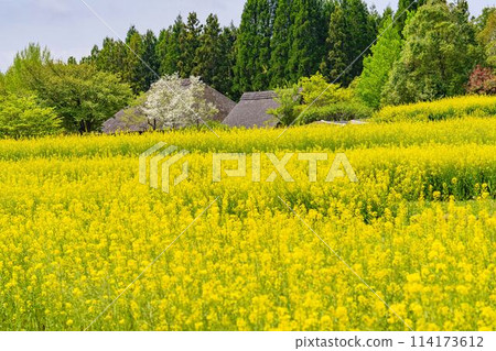 宮城縣川崎町國立陸奧森湖濱公園，梯田上盛開的油菜花 114173612