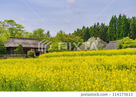 Abundant rapeseed flowers blooming in terraced fields at Michinoku Lakeside National Park in Kawasaki Town, Miyagi Prefecture Abundant rapeseed flowers blooming in terraced fields at Michinoku Lakeside National Park in Kawasaki Town, Miyagi Prefecture 114173613