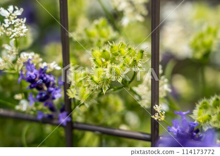 Early summer flowers seen through the fence Early summer flowers seen through the fence 114173772