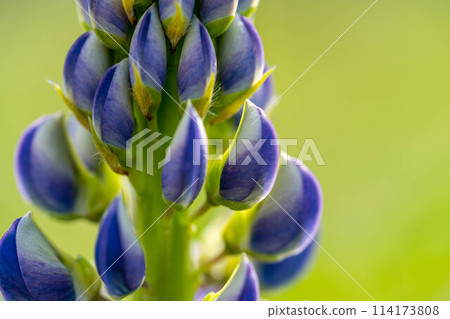 春天的色彩~羽扇豆花~ 春天的色彩~羽扇豆花~ 114173808