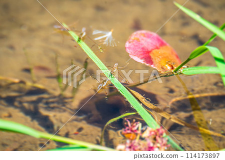 Water strider jumping on the water surface Water strider jumping on the water surface 114173897