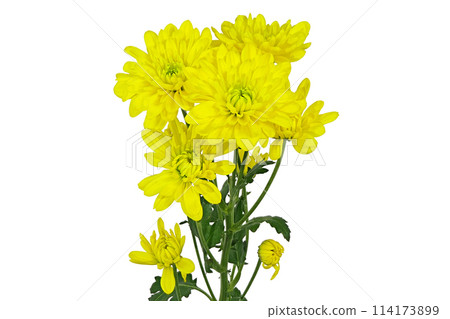 【菊花SP媽媽黃】（深度合成） 114173899