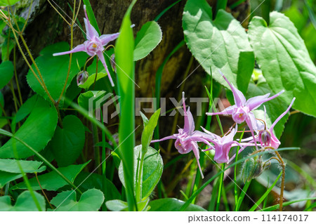 淫羊藿花瓣 淫羊藿花瓣 114174017