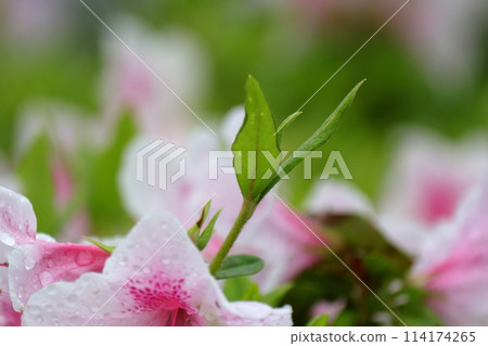 年輕的杜鵑花葉,美麗的綠葉 年輕的杜鵑花葉,美麗的綠葉 114174265