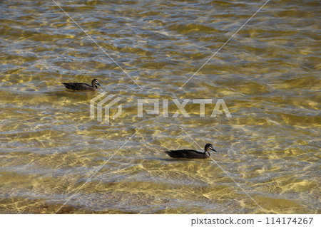 漂浮在摩爾河江邊的水鳥 漂浮在摩爾河江邊的水鳥 114174267