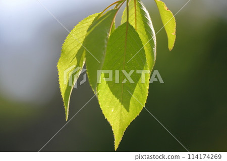 Young cherry blossom leaves, beautiful green 114174269
