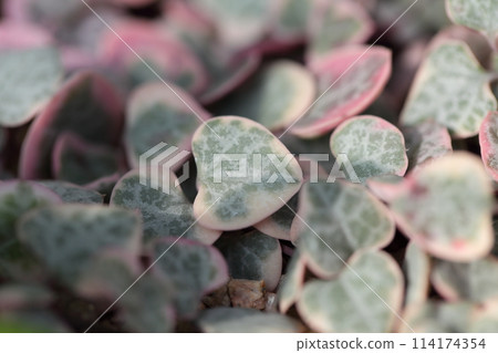 Heart Vine Leaves Heart Vine Leaves 114174354